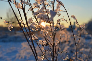 sunset view through the frozen branches of the bushes of the Christmas tree in the winter landscape. beautiful winter backgrounds. High quality photo