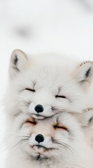 Fototapeta premium A pair of Arctic foxes resting together in the snow.