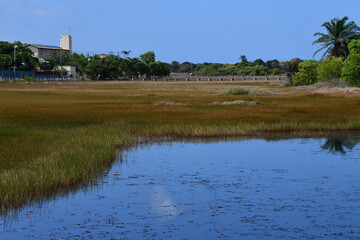 Beautiful natural scenery with river and dense vegetation on the beach in Itacimirim, Bahia-Brazil