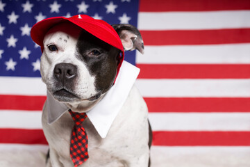 A cheerful dog in a red cap and tie on the background of the American flag