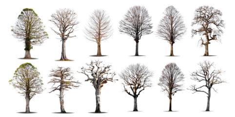 Collection of Bare Trees Isolated on Black Background