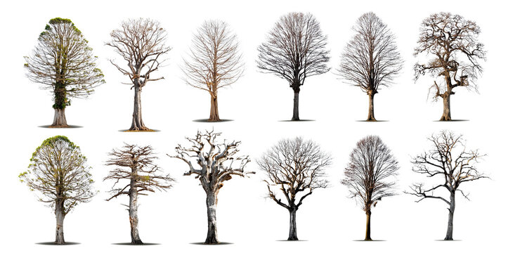 Collection of Bare Trees Isolated on Black Background - Powered by Adobe