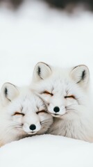close up of two arctic foxes resting together in the snow with copy space.