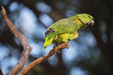 One green parrot on tree branch