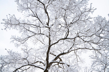 木の枝に積もった雪の風景 Snow Tree Winter