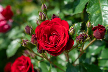 赤い薔薇
