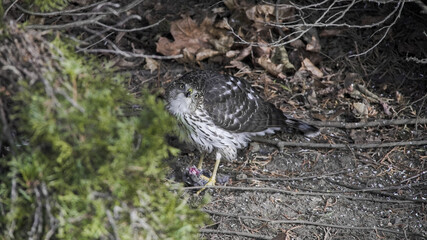 A young hawk sits silently in the shadows of a dense forest, blending with its surroundings