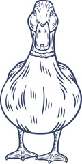 Mallard duck standing front view poultry farm feathered bird animal engraving hand drawn illustration black white isolated vintage line art sketch silhouette graphic style poster label web