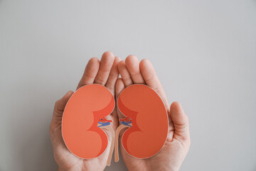 Hands holding kidney, world kidney day, Organ Donor Day, charity donation concept