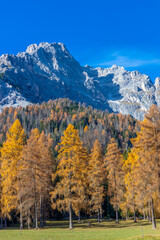Autumn colors in the mountains. Golden autumn yellow leaves of the trees in the mountain forest in Dolomiti Alps, Italy. Dolomites beautiful autumn landscape