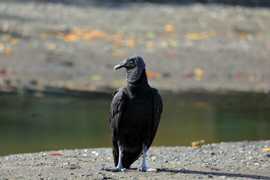 American black vulture or urubu (Coragyps atratus). Guanacaste province, Nicoya Peninsula. Costa Rica, Central America