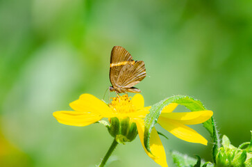 Obraz premium Mariposa 