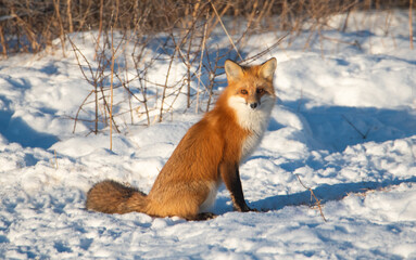 Obraz premium Red fox in the snow