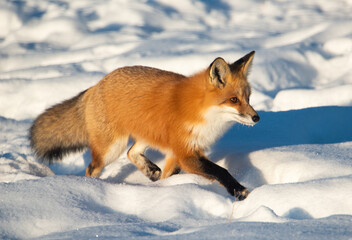 Red fox in the snow
