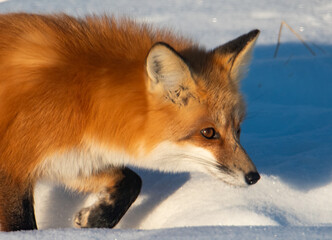 Obraz premium Red fox in the snow