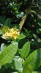 Obraz premium Ixora chinensis, also known as the soka flower, is a member of the rubiaceae flower family.