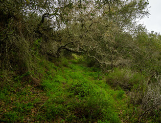 Fototapeta premium Over Grown Trail Out To China Pines Hides The Way On Santa Cruz Island