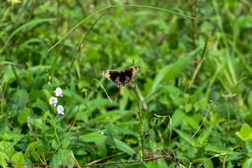 A butterfly resting amidst lush green vegetation, showcasing the beauty of nature and wildlife.