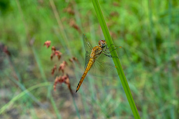 Golden dragonfly delicately perched on a green grass stem amidst a natural and serene backdrop. Perfect for themes about nature, insects, and tranquility.