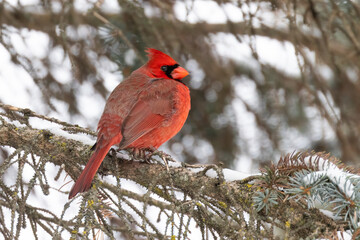 Male northern cardinal (Cardinalis cardinalis) in winter