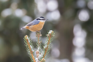 red-breasted nuthatch (Sitta canadensis) in winter