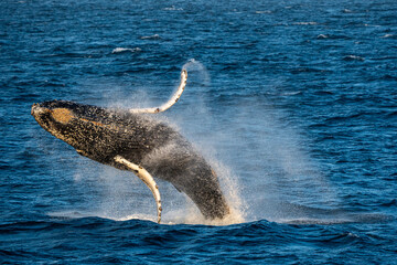 Humpback whale breach © Kia