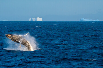 Humpback whale breach in Antarctica © Kia