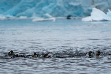 Fototapeta premium Gentoo Penguin Colony Swim