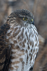 Sharp-shinned hawk (Accipiter striatus); Laramie, Wyoming 