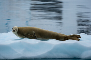 Crabeater seal in Antarctica