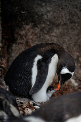 Fototapeta premium Gentoo penguin with chick