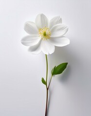 Obraz premium ホワイト背景に春の風に揺れる花が1輪、優しさと軽やかさを感じるミニマルなデザイン 