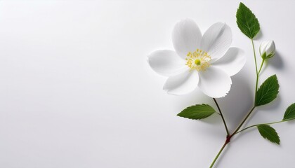 Obraz premium ホワイトの背景に春の風に揺れる花が1輪、シンプルで優雅なミニマルデザイン 