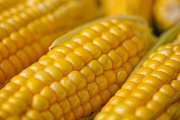 Zoomed-in View of Fresh Yellow Kernel Corn Highlighting the Vibrant, Glossy Texture and Abundance in Agriculture.