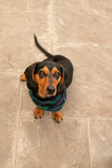 clothed dog sitting on the floor looking at the camera 