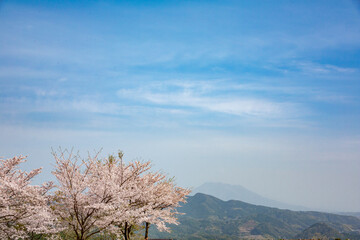 八重山公園の満開の桜
