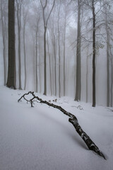 A branch lying on a snow cover