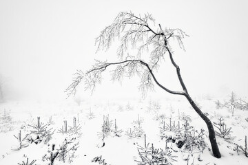Lonely beech tree in winter landscape