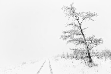 Lonely beech tree in winter landscape