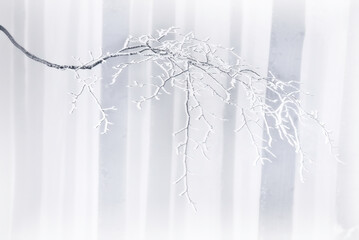 Beech branch