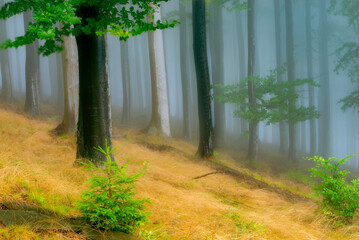 Summer forest with fog in the background