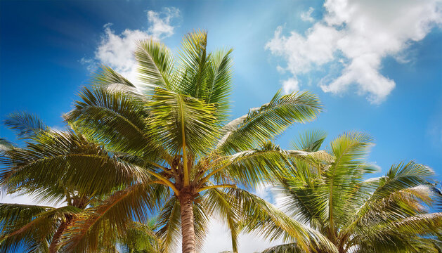 palm trees against blue sky