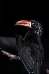 枝に止まった横向きのカンムリコサイチョウ
