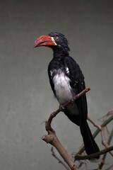 木の枝に止まるカンムリコサイチョウ