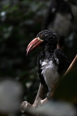 木の枝に止まったカンムリコサイチョウ