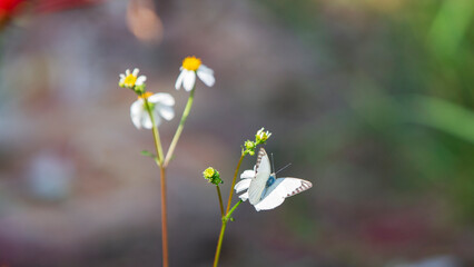 butterfly on flower in the garden