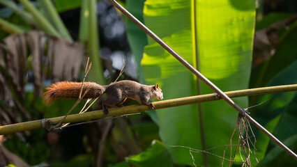 Squirrel on a branch in the bamboo