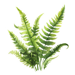 A watercolor illustration of a Boston sword fern, isolated on a white background. Boston Sword Fern vector.
