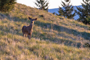 Buck In Early Velvet