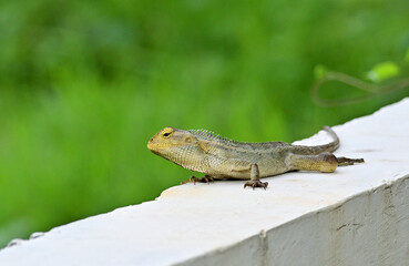 The oriental garden lizard, common garden lizard, bloodsucker, or changeable lizard is a garden lizard found widely distributed in Sri Lanka. Calotes versicolor. Copy space, empty space, free space.